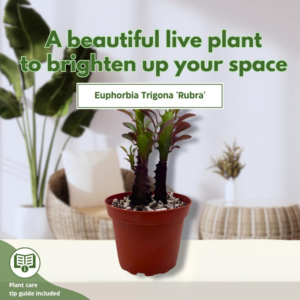 BubbleBlooms Red African Milk Tree, Euphorbia trigona 4 inch Pot, Red Cathedral Cactus Milktree