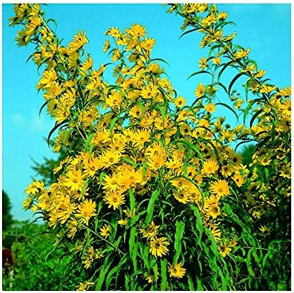 Park Seed Variety of Sunflower Plant Seeds, Easy to Grow, Perfect for Spring Garden, Prairie, Pack of 50