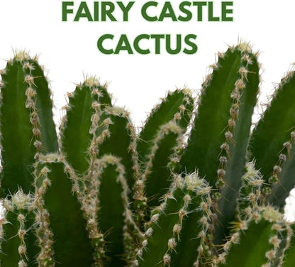 Fairy Castle Cactus, Acanthocereus Tetragonus, Night-Blooming Cereus, Triangle Cactus, 4 inch Pot