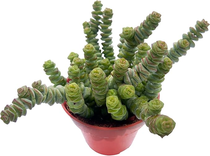 Sprout N Green 4" String of Buttons, Live Crassula 'Baby's Necklace' Trailing Succulent Rooted in Pots, Rare House Plant for Home Office Wedding Hanging Decoration, DIY Projects, Party Favor