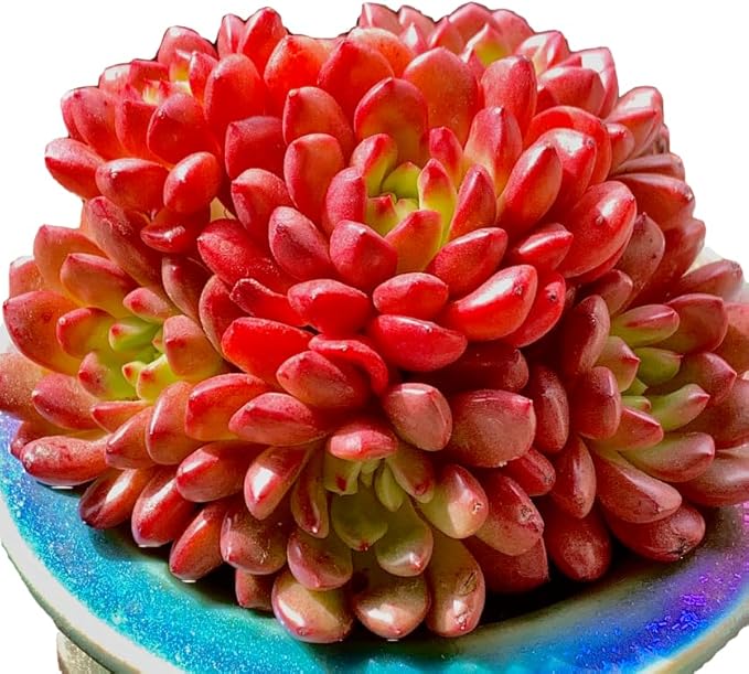 Echeveria Pink Rubby Rare Live Succulent Plants, Red Cluster 3.5" Live Plant, Package Without Pot & Soil, Garden Indoor Office Desk, Wedding Party Baby Shower Decoration, Friend Plant Lovers Gifts