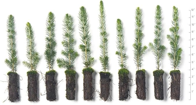 White Spruce Live Tree Seedlings | 6"-12" | Arbor Day Foundation (10-Pack)