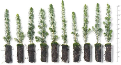 White Spruce Live Tree Seedlings | 6"-12" | Arbor Day Foundation (10-Pack)