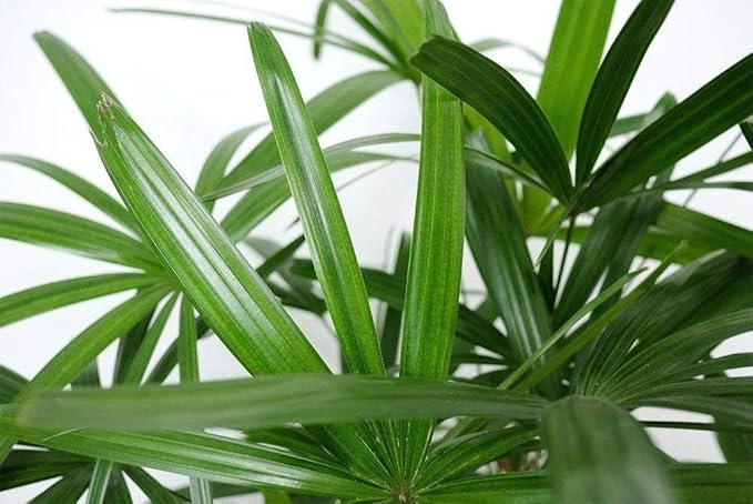 American Plant Exchange Lady Palm – 6-Inch Pot – Live Easy Care Indoor Houseplant, Air-Purifying, Low-Light Tropical Palm for Home, Office, Apartment, and Indoor Décor