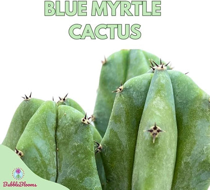 BubbleBlooms Blue Myrtle-Cactus, Myrtillocactus Geometrizans, Blue Candle Stick Cactus, in 4 inch Pot, Long Well Rooted & Healthy