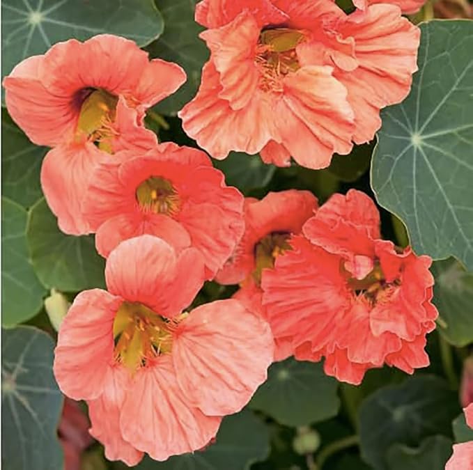 Peach Melba Nasturtium Seeds - Yellow with Streaks - 45 Seeds