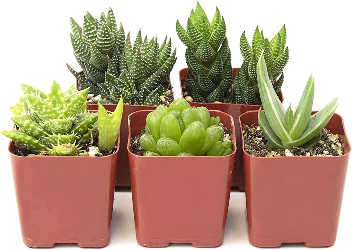 Shop Succulents | Haworthia Collection | Assortment of Hand Selected, Fully Rooted Alluring Miniature Aloe Live Indoor Succulent Plants, 5-Pack