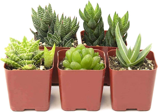 Shop Succulents | Haworthia Collection | Assortment of Hand Selected, Fully Rooted Alluring Miniature Aloe Live Indoor Succulent Plants, 5-Pack