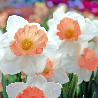 Pink & White Dutch Daffodil Flowers – 6 Bulbs + Bonus Hummingbird Feeder | Large Cupped Perennials - Spring Bloom | Hardy in Zones 3–8 | Butterfly & Bee Attracting-Deer Resistant
