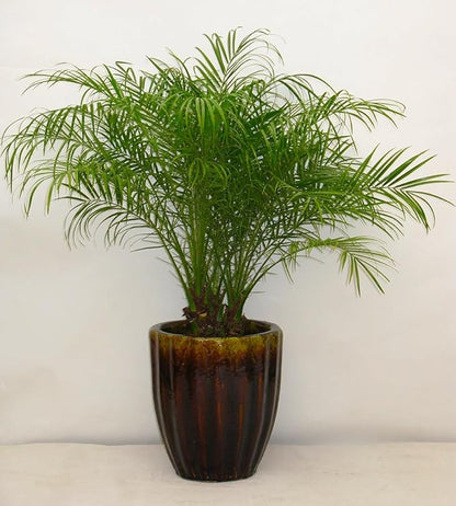 Dwarf Date Palm Seeds – Slow-Growing Perennial Palm (Phoenix roebelenii) | Indoor/Outdoor Ornamental, Non-GMO, Tropical Landscape Plant