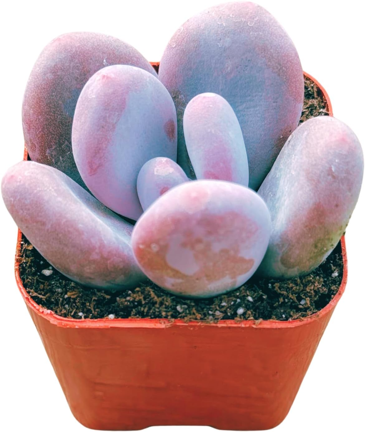 Succulents Plants Live 2" Pachyphytum Pink Moonstone, Live Mini Succulent Plants, Easy Care House Plants Rooted in Succulent Soil Mix, by The Succulent Cult