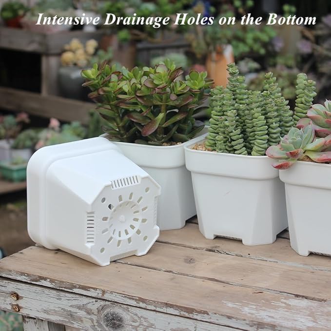 BangQiao 20 Pack 4.75 Inch Small White Plastic Square Nursery and Seedling Pot with Drainage Hole for Germination, Cactus, Herb, Succulent