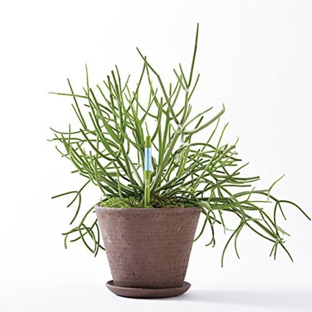 Sustee Aquameter (Small Green Refillable - Bundle of 2) - House Plant Soil Moisture Meter, Humidity Sensor Probe, Water Level Indicator - Best for Indoor Potted Plants