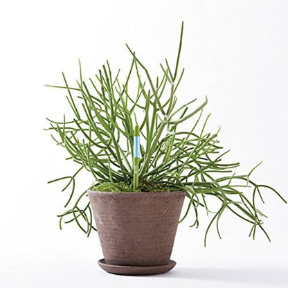 Sustee Aquameter (Small Green Refillable - Bundle of 2) - House Plant Soil Moisture Meter, Humidity Sensor Probe, Water Level Indicator - Best for Indoor Potted Plants