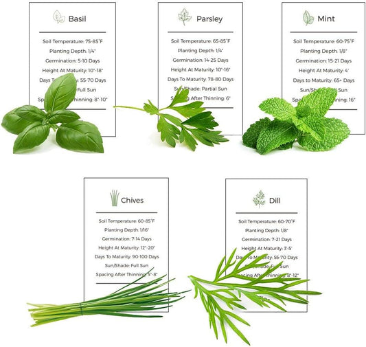 Herb Garden Seeds Collection - 5 Culinary Herb Seeds Pack - Organic Basil, Parsley, Mint, Chives and Dill Seeds, Heirloom Non-GMO Seeds for Planting