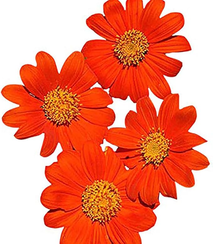 Mexican Sunflower Seeds - Attracts Bees and Butterflies
