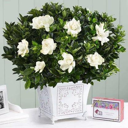 Gardenia Veitchii - Everblooming - Gardenia Jasminoides. Fragrant Evergreen Shrub with Glossy Foliage and Pure White Blooms, Perfect for Pots, Borders, or Gardens (2 Gardenia Veitchii Plants in Cup)
