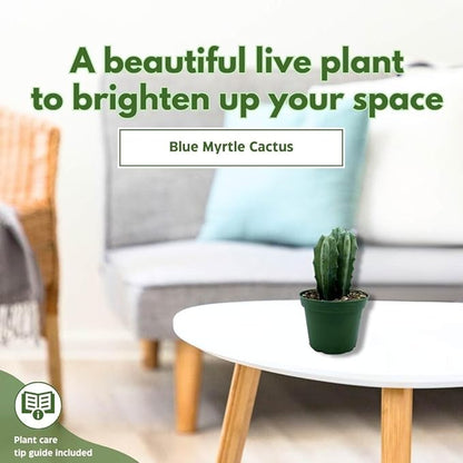 BubbleBlooms Blue Myrtle-Cactus, Myrtillocactus Geometrizans, Blue Candle Stick Cactus, in 4 inch Pot, Long Well Rooted & Healthy