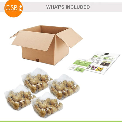 Garden State Bulb Maroon and Orange Mix Triumph Tulip Flower Bulbs, 12/+ cm, Fall Planting (Bag of 100)