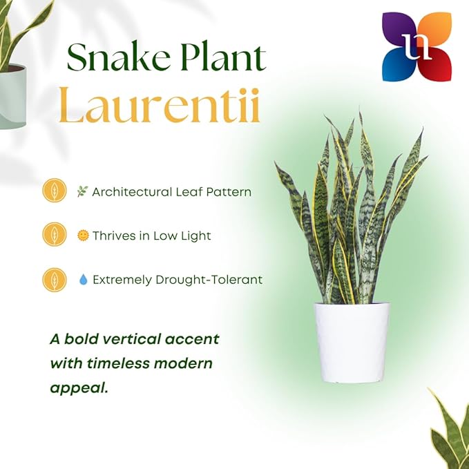 United Nursery Live Snake Plant, Sansevieria Trifasciata Laurentii, Variegated Snake Plant, 2-3 ft. Tall Mother in Laws Tongue House Plant for Indoor and Outdoor (Cream Decor Pot)