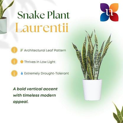 United Nursery Live Snake Plant, Sansevieria Trifasciata Laurentii, Variegated Snake Plant, 2-3 ft. Tall Mother in Laws Tongue House Plant for Indoor and Outdoor (Cream Decor Pot)
