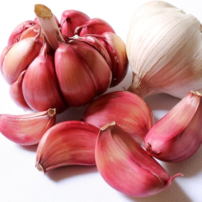 1 Pound Garlic for Planting in Fall Hardneck, 8-10 Red Garlic Bulbs for Planting, Fresh and High Yield Bulb Variety Pack, Hardy and Fast Growing