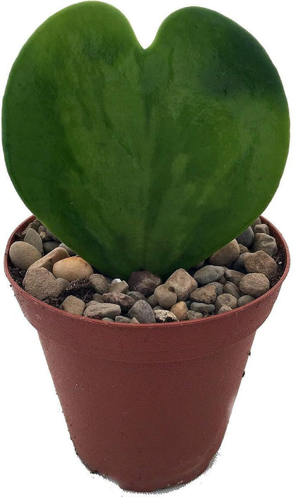 Amazing Sweetheart Waxplant - Hoya Kerri -2" Pot