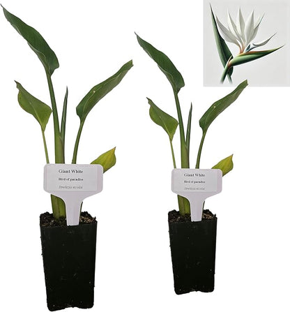 Bird of Paradise - White - Strelitzia Nicholai. (2 White BoP in Cup)