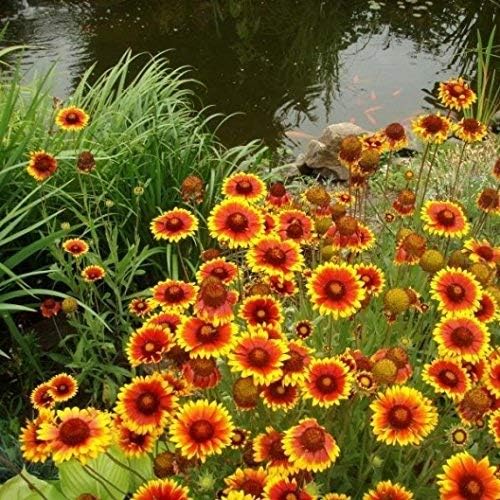 Non GMO Bulk Annual Gaillardia Blanket Flower Seed -Gaillardia pulchella (1 Lb)