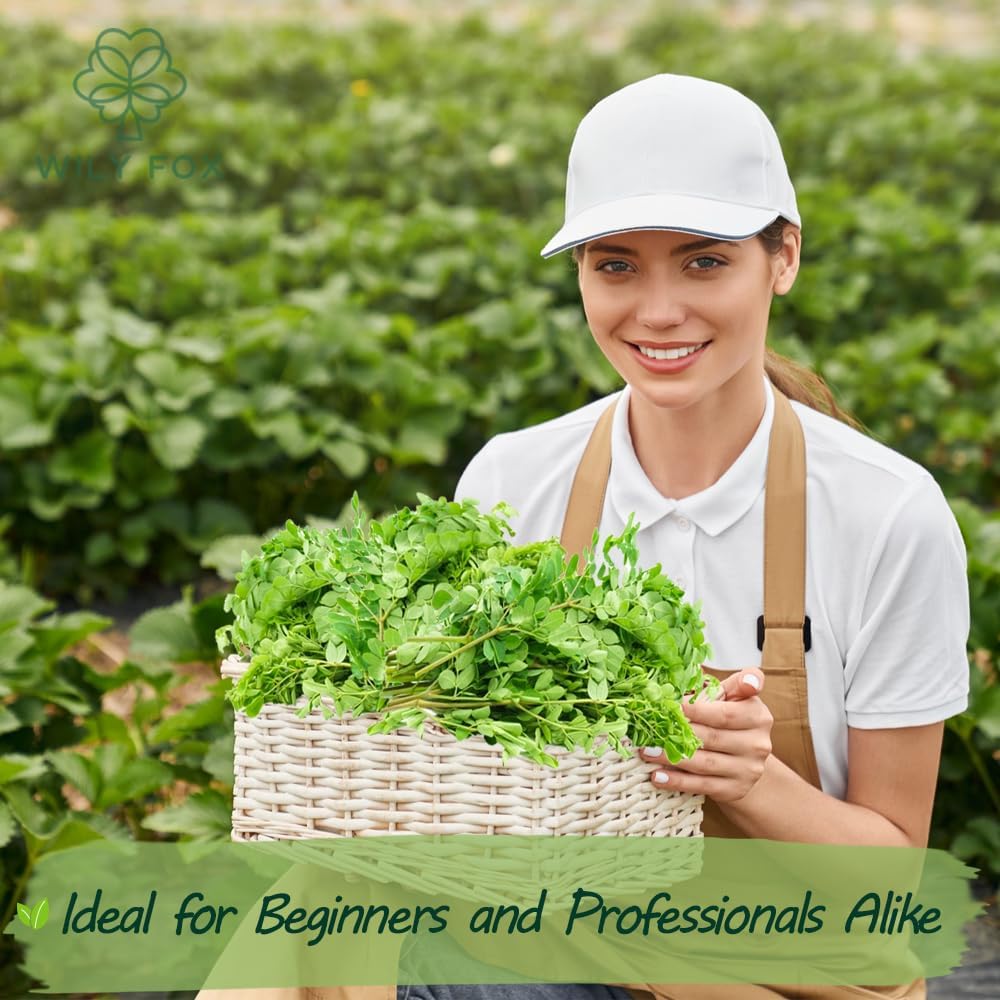 Rare Moringa Seeds - 30 Seeds for Planting | Non-GMO, Heirloom, Fast-Growing Drumstick Tree Seeds | Rich in Nutrients, Easy to Grow Indoors & Outdoors