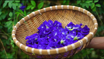 100 Butterfly Pea Flower Seeds - HOA Dau Biec - Blue Butterfly Pea Vine (Clitoria Ternatea) Asian Pigeonwings -Tropical Vine Plant - Edible Flower Seeds