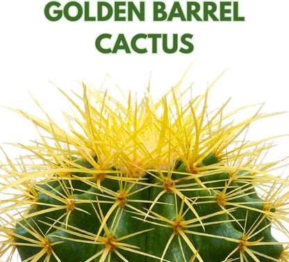 BubbleBlooms Golden Barrel Cactus in a 6 inch Pot Echinocactus Grusonii, Gold Ball Cacti
