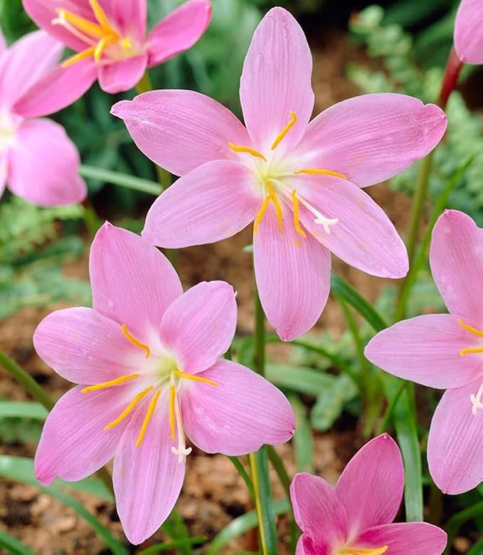 Zephyranthes Robustus Bulbs - Long Lasting Blooms, Perennial Rain Lily Bulk & Wholesale Bulbs for Planting | Easy to Grow and Low Maintenance (100 Pack)