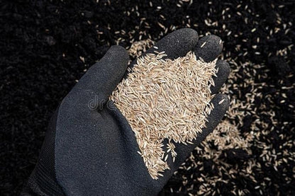 Pennington Signature Series Tall Fescue Blend Blue Tag 50 lb Grass Seed Partial Sun