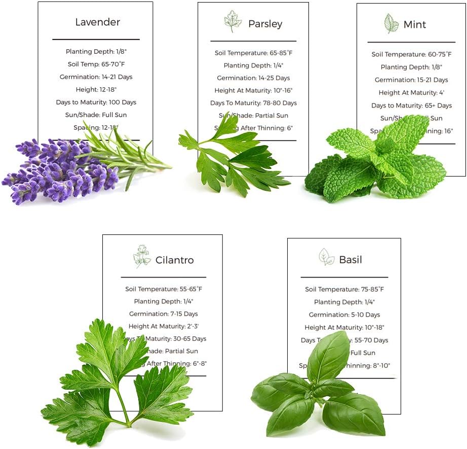 Herb Garden Seeds Collection - 5 Culinary Herb Seeds Pack - Basil, Mint, Parsley, Cilantro and Lavender Seeds, Heirloom Organic Seeds for Planting