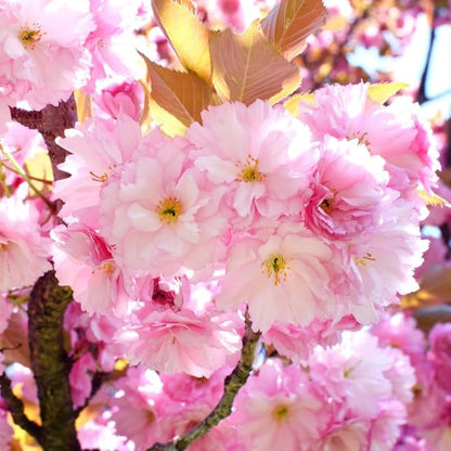 Kwanzan Cherry Blossom Tree, Double Pink Cherry Blossom, 8 to 12 Inch Tall Cherry Blossom Tree Live in Pot, Perennial Cherry Blossom Sapling, Cherry Blossom Tree Plant