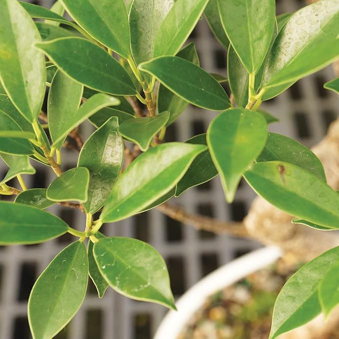 Brussel's Bonsai Live Golden Gate Ficus Indoor Bonsai Tree-4 Years Old 5" to 8" Tall with Plastic Grower Pot, Small, Blank