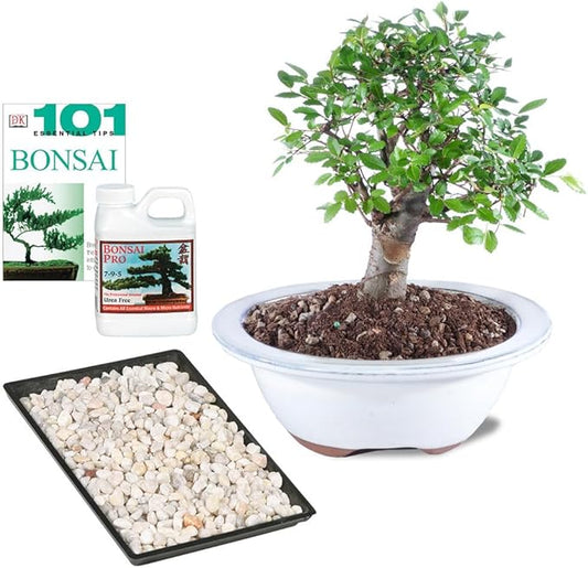 Brussel's Bonsai Live Chinese Elm Bonsai Outdoor Tree Gift Bundle - Small Bonsai Tree - Bonsai Kit with Ceramic Bonsai Pot and Bonsai Fertilizer