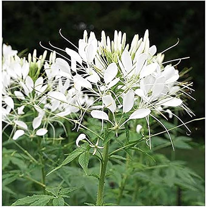Mixed Cleome - Spider Plants - Nectar Flower for Monarch Butterflies - Large Paclage - 5000 Seeds