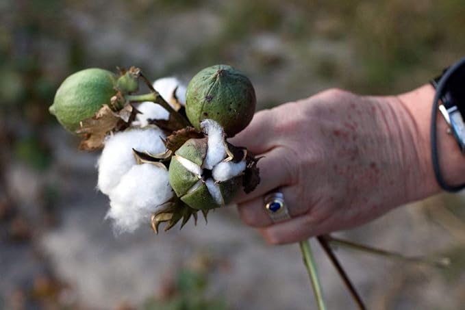 KVITER 25 White Cotton Seeds for Planting (Gossypium hirsutum) – Real Cotton Plant, Cottons Seeds for Growing, Heirloom & Non-GMO Cotton's Plant Seeds for Gardeners – Perfect for Ornamental or Fiber