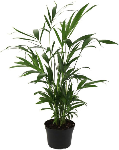 American Plant Exchange Live Cat Palm – 6-Inch Pot – Tropical Houseplant with Soft Arching Green Fronds, Pet-Friendly Easy Care Indoor Plant for Homes, Apartments, Offices & Indoor Jungle Décor