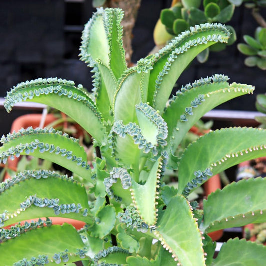 Live Mother of Thousands Plant Kalanchoe Starter Plants, Kalanchoe Houseplants Succulent, 2.5 Inch Pot