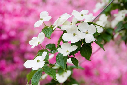 White Flowering Dogwood Tree - Huge 4 Inch Flowers - 2 to 3 Foot Live Plant