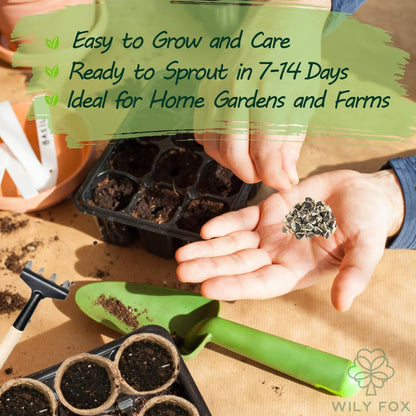 Rare Moringa Seeds - 30 Seeds for Planting | Non-GMO, Heirloom, Fast-Growing Drumstick Tree Seeds | Rich in Nutrients, Easy to Grow Indoors & Outdoors