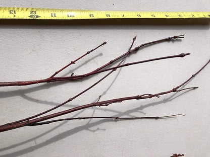Japanese Red Maple Live Plants Shipped 1-2 Foot Tall