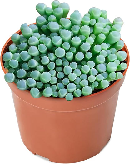 Sprout N Green Baby Toes | Fenestraria rhopalophylla, Live Succulent Fully Rooted in 4 inch Nursery Pot, House Plant Home Office Wedding Decoration DIY Projects Party Favor Baby Shower