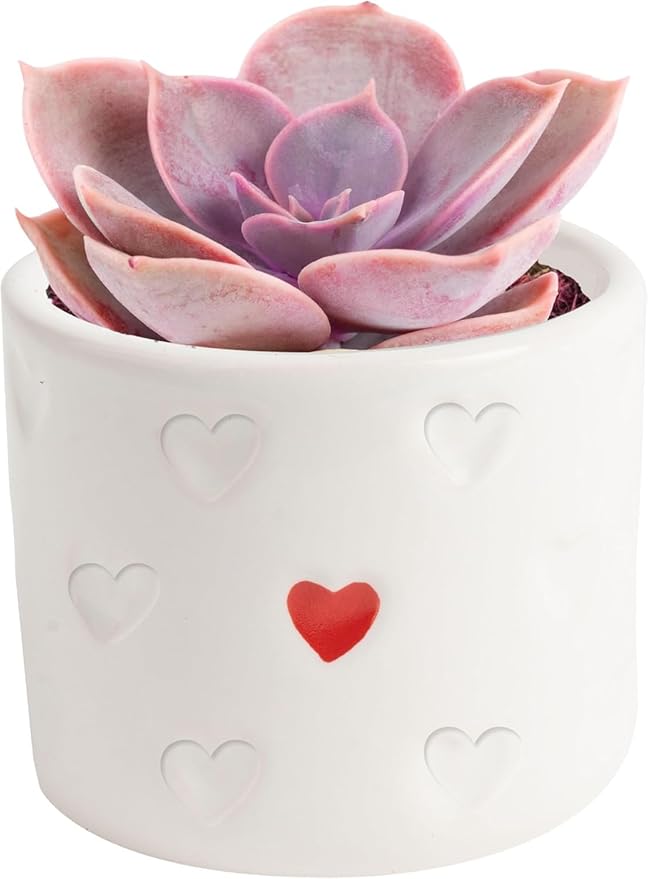 Costa Farms Succulent Plant, Live Indoor Plant Mini Succulent in Cute Decor Plant Pot, Potting Soil Mix, Grower's Choice, Room Decor, Housewarming Gift, 2-Inches Tall