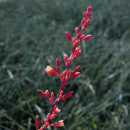 Live Succulents Plants Live Red Yucca Plant, Outdoor Plants Live Yucca Plants, Outdoor Yucca Plants Live Plants, Succulent Plants Live Outdoor Plants, Succulents Live Accent Plant by Plants for Pets