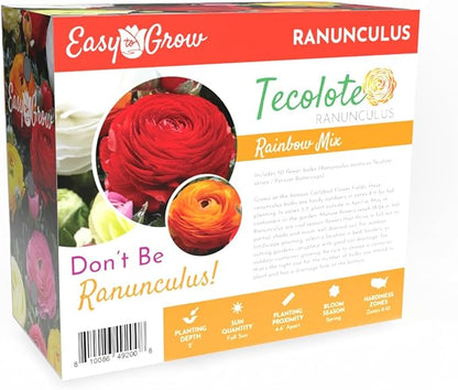Easy to Grow Ranunculus Tecolote Rainbow Mix - 50 Plant Bulbs Value of Mixed Color Flowers in Spring, Full Sun Mediterranean