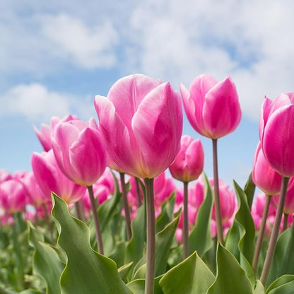 Showgirl Pink Tulip Bulbs – Gardener’s Favorite Spring Flowers | 10 Premium Perennial Bulbs for Vibrant Pink Blooms | Easy to Grow | Attracts Bees & Butterflies | Zones 3–8 | Great Gift (10 Bulbs)